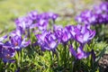 blooming purple crocusses, detail shot, selective focus Royalty Free Stock Photo