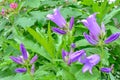 Blooming milky bellflower aka Campanula Lactiflora in the summer garden