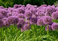 Blooming purple decorative onion in a flowerbed in the park.