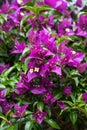 Blooming purple flower, bougainvillea glabra nyctaginaceae from brazil