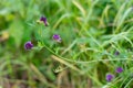 Blooming purple flowers. Alfalfa also called lucerne