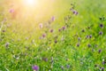 Blooming purple flowers. Alfalfa also called lucerne and Medicago sativa field in summertime on brighr sunlight with bokeh effect