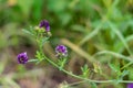 Blooming purple flowers. Alfalfa also called lucerne and Medicago sativa plant close up in summertime