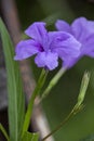 Blooming purple flowers of Mexican petunia Mexican bluebell or Britton's wild petunia (Ruellia simplex)