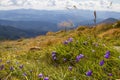 Blooming purple flowers on a mountainside. Violet flowers in the grass among the rocks on the hillside of an alpine meadow. Royalty Free Stock Photo