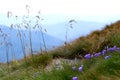 Blooming purple flowers on a mountainside. Violet flowers in the grass among the rocks on the hillside of an alpine meadow. Royalty Free Stock Photo