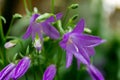 Blooming purple flowers with new buds