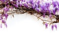 Blooming purple flowers, Wisteria (Glycine) on white background, framing top. Royalty Free Stock Photo