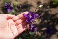 Blooming purple flowers in a woman's hand, Columbine (Aquilegia vulgaris) in spring. Garden plants Royalty Free Stock Photo