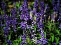 Blooming purple fragrant lavender flowers. Growing lavender, swaying in the wind over the sunset sky, harvest, perfume ingredient Royalty Free Stock Photo