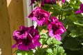 Blooming purple geranium Royalty Free Stock Photo