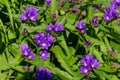 Blooming purple harebell Campanula rotundifoliaflowers in garden