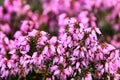 Blooming heather detail