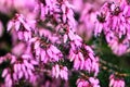 Blooming heather detail