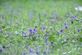 blooming purple herba violae flowers in spring