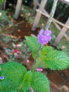 The blooming purple horse whip flower looks very beautiful