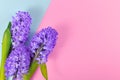 Blooming purple Hyacinth spring flowers in corner of pink and blue colored background with blank copy space Royalty Free Stock Photo