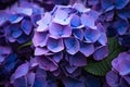 Blooming purple hydrangea flowers