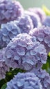 Blooming purple hydrangea flowers in soft natural sunlight Royalty Free Stock Photo