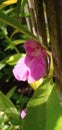 Blooming of Purple Impatiens balsamina