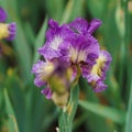 Blooming purple iris Flower On Blurred Green Background. violet toffee bush Royalty Free Stock Photo