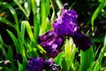 Blooming purple iris flower with water drops after rain in morning sunlight. Closeup Royalty Free Stock Photo