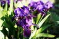 Blooming purple iris flower with water drops after rain in morning sunlight. Closeup Royalty Free Stock Photo