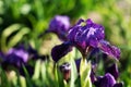 Blooming purple iris flower with water drops after rain in morning sunlight. Closeup Royalty Free Stock Photo