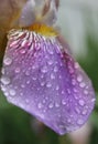 Blooming Purple Iris Petal With Rain Drops Close up Royalty Free Stock Photo