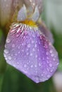 Blooming Purple Iris Petal With Rain Drops Close up Royalty Free Stock Photo