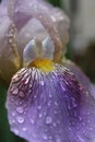 Blooming Purple Iris Petal With Rain Drops Close up Royalty Free Stock Photo