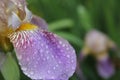 Blooming Purple Iris Petal With Rain Drops Close up