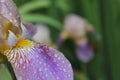 Blooming Purple Iris Petal With Rain Drops Close up Royalty Free Stock Photo