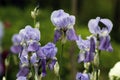 Blooming purple irises