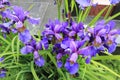 Blooming purple irises in summer day Royalty Free Stock Photo