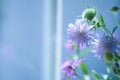 Blooming purple Jasione montana, sheep`s-bit on bokeh background