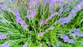 Blooming purple lavender flowers in green leaves in golden hour in the summer garden. Provence landscape, top view