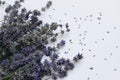 Blooming purple lavender isolated on white table background. Dry lavandula bouquet. Summer floral web banner. Medicinal