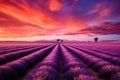 Provence france plant summer scenic field purple landscape nature countryside