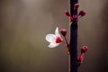 Purple-leaf plum flower and buds Royalty Free Stock Photo