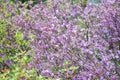 Blooming purple ledum, labrador tea, rhododendron in spring garden