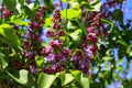 Blooming purple lilac, Syringa vulgaris in the spring garden. Royalty Free Stock Photo