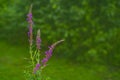 Blooming purple loosestrife Lythrum salicaria on blured natural gree background Royalty Free Stock Photo