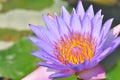 A blooming purple lotus