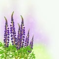 Blooming purple lupine on blurred colored background.