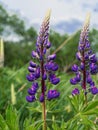 Blooming purple Lupine flowers - Lupinus polyphyllus fodder plants growing in spring garden. Violet and lilac blossom Royalty Free Stock Photo