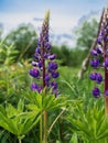 Blooming purple Lupine flowers - Lupinus polyphyllus fodder plants growing in spring garden. Violet and lilac blossom Royalty Free Stock Photo