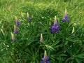 Blooming purple Lupine flowers - Lupinus polyphyllus fodder plants growing in spring garden. Violet and lilac blossom Royalty Free Stock Photo