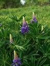 Blooming purple Lupine flowers - Lupinus polyphyllus fodder plants growing in spring garden. Violet and lilac blossom Royalty Free Stock Photo