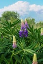 Blooming purple Lupine flowers - Lupinus polyphyllus fodder plants growing in spring garden. Violet and lilac blossom Royalty Free Stock Photo